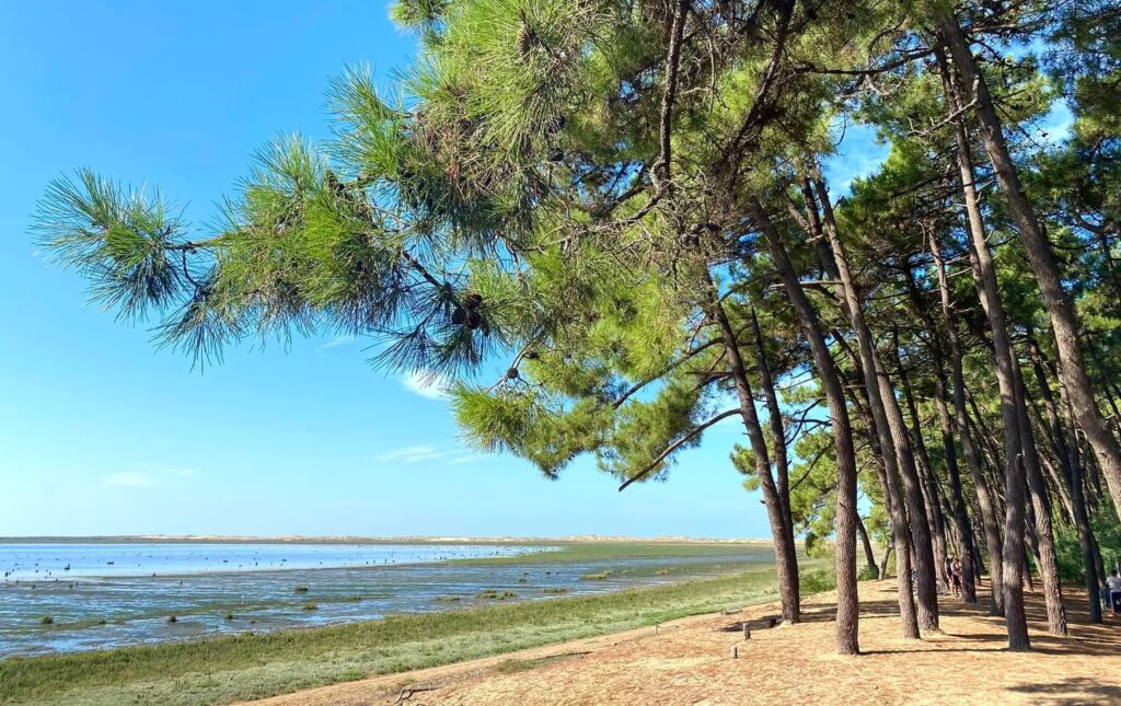 Forêt de La Palmyre