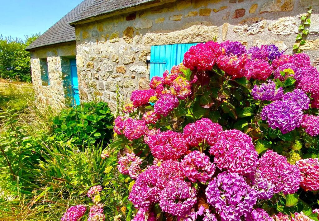 Hortensia en Bretagne