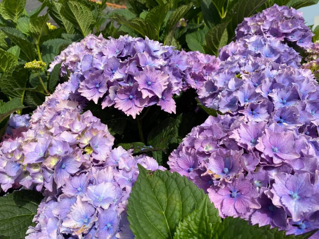 Hortensia en Bretagne