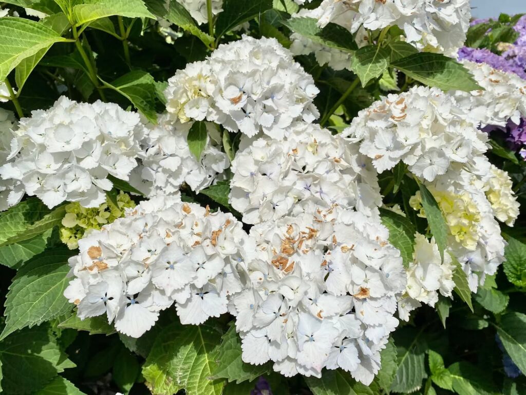 Hortensia en Bretagne