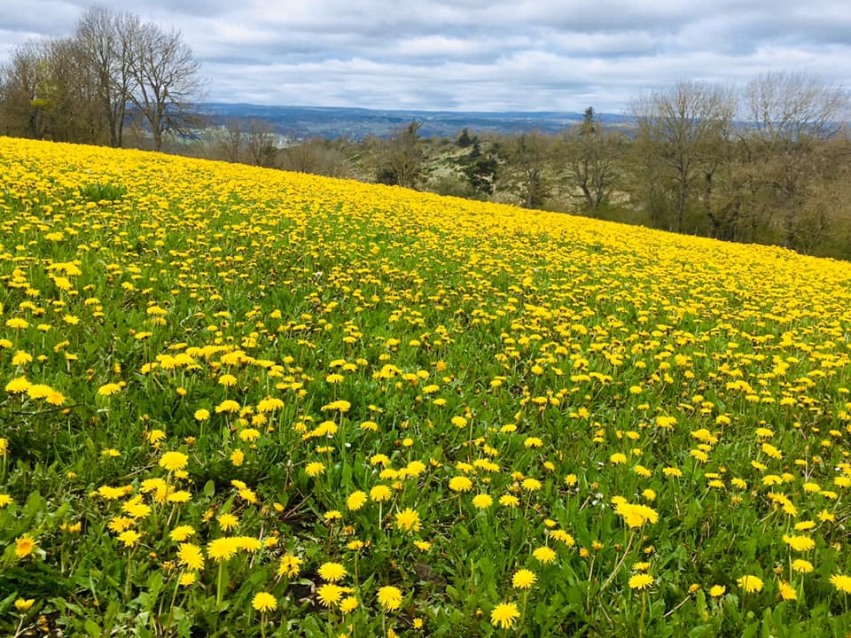 Prairie en fleurs