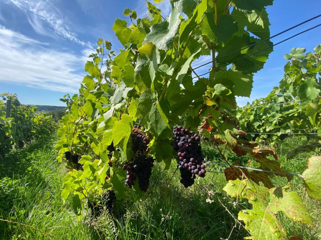 Grappes de pinot noir