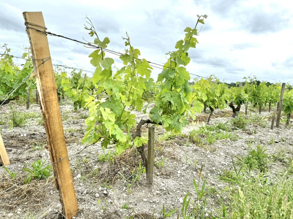 Sur la route du Médoc