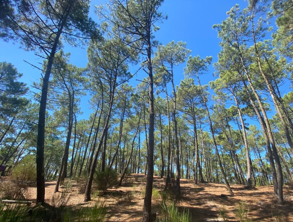 Forêt des Landes