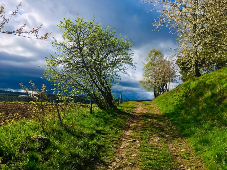 Sur le chemin de Stevenson