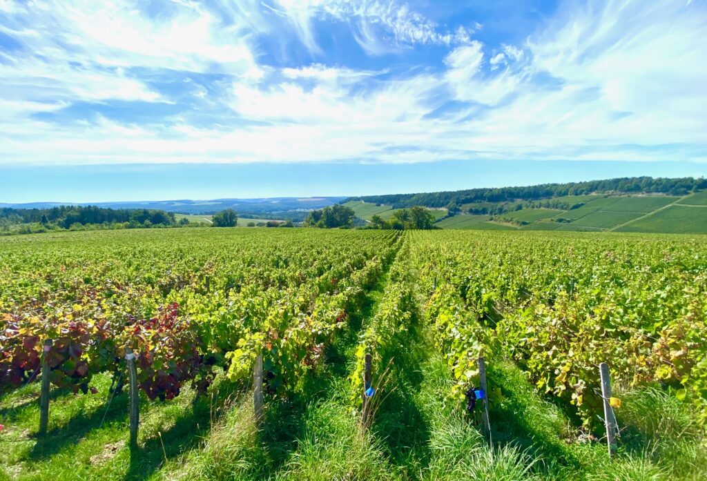 Vignes en Champagne