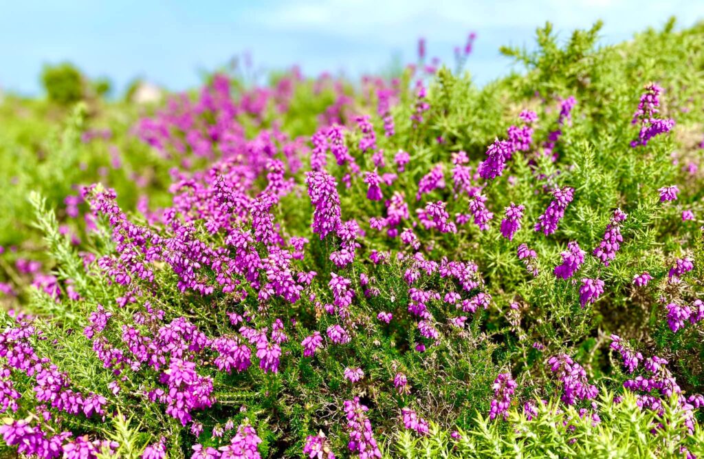 Bruyère en fleur
