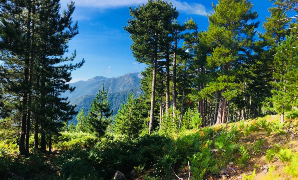 Dans la forêt corse