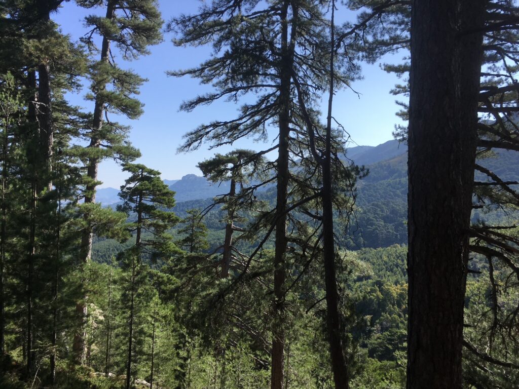 Forêt de pins laricio