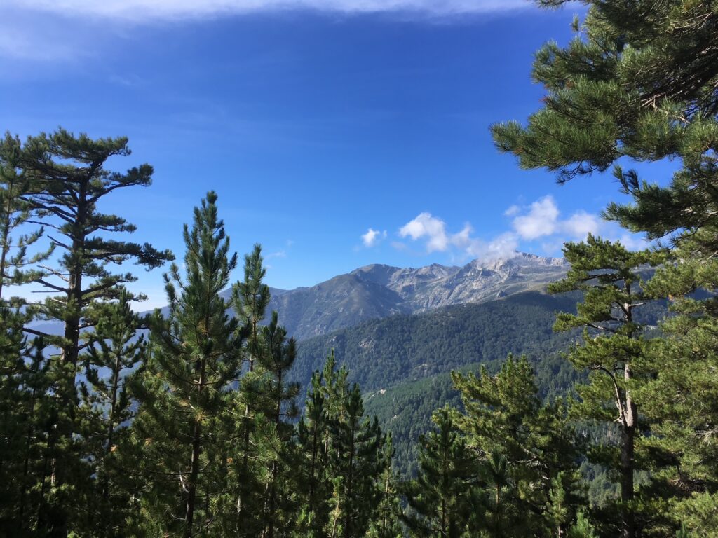 Forêt montagne corse
