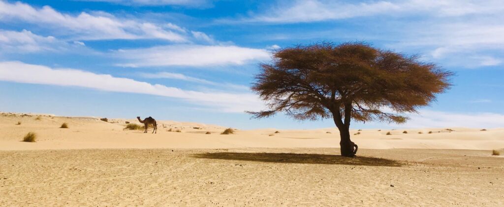 Acacia en Mauritanie
