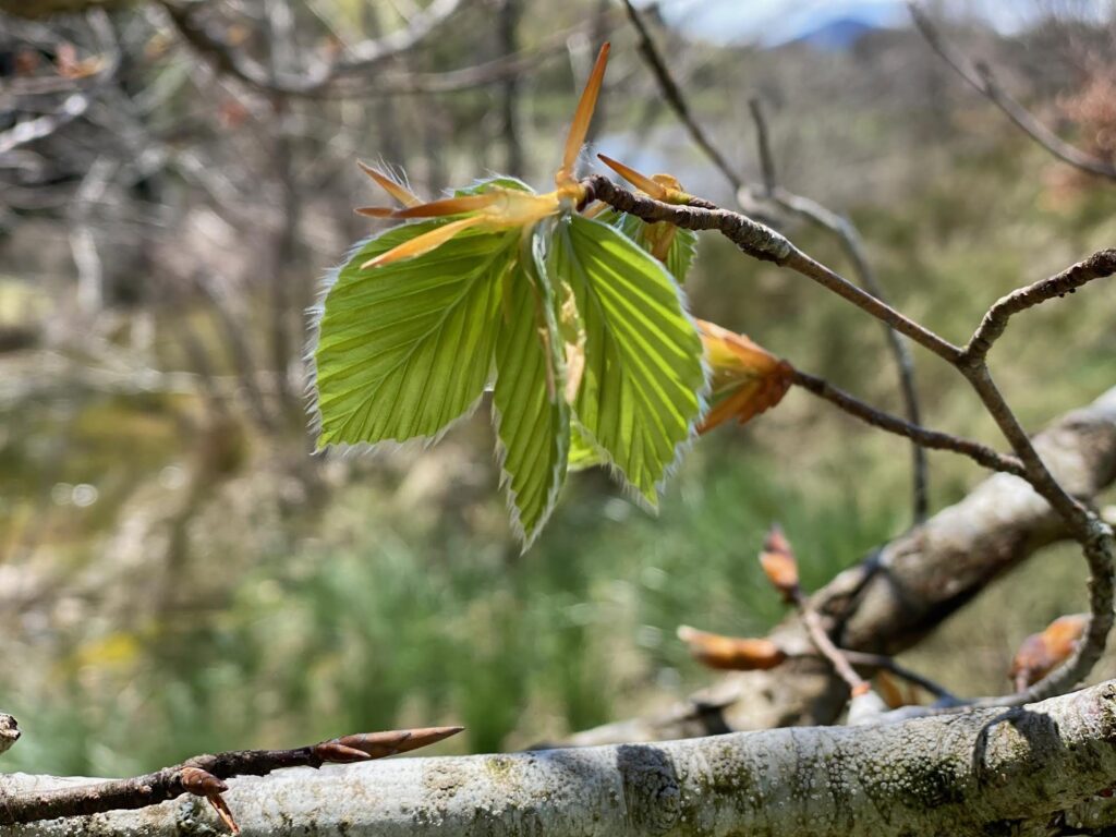 Le printemps en Ardèche