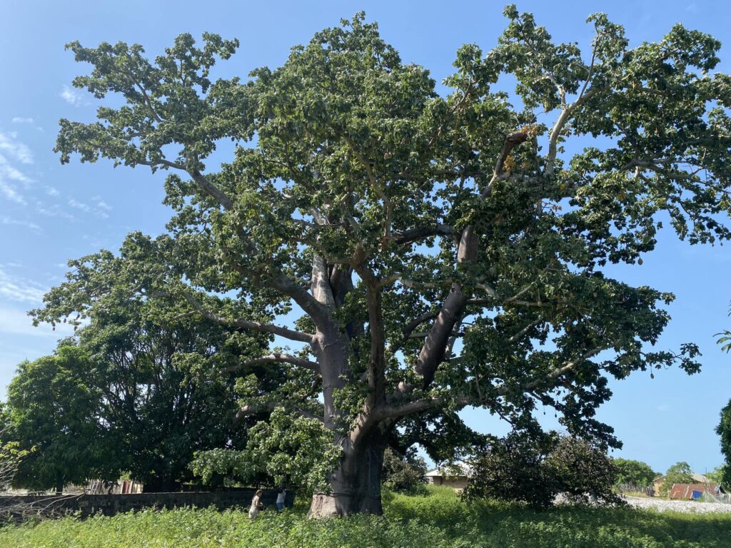 Arbre sacré