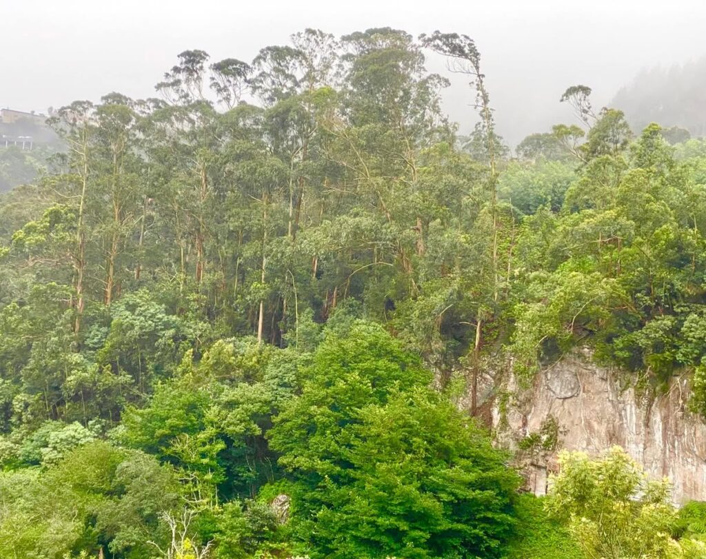 Forêt primaire Madère