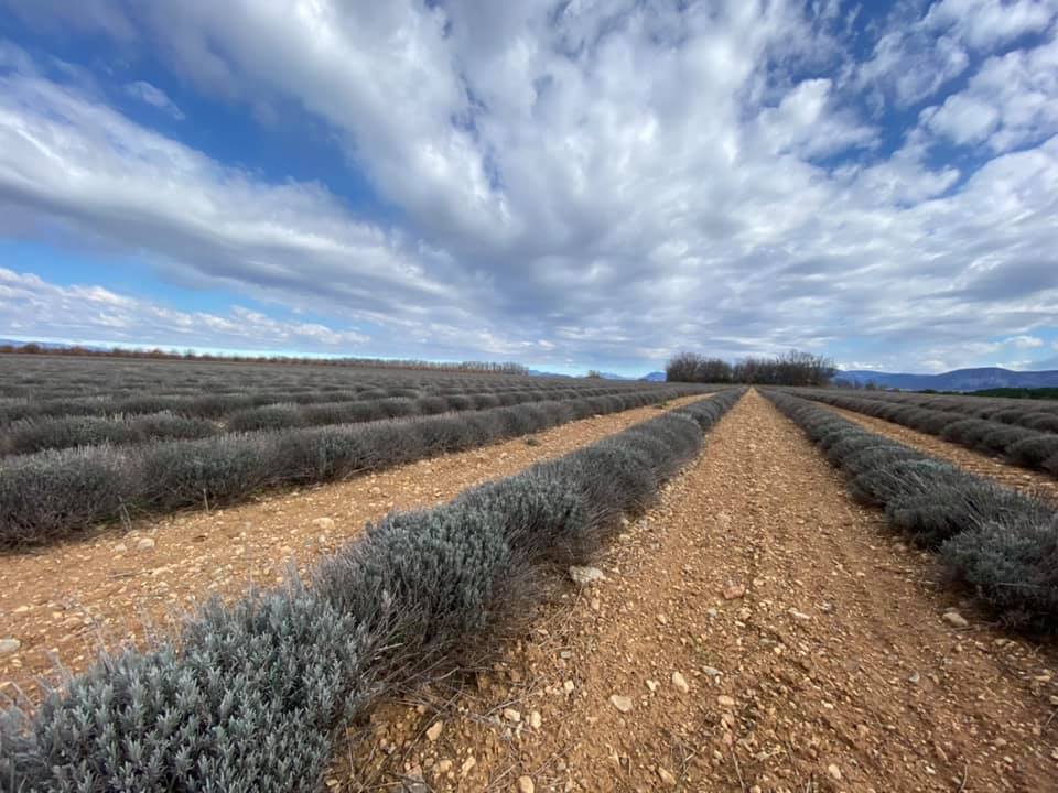 Plateau de Valensole