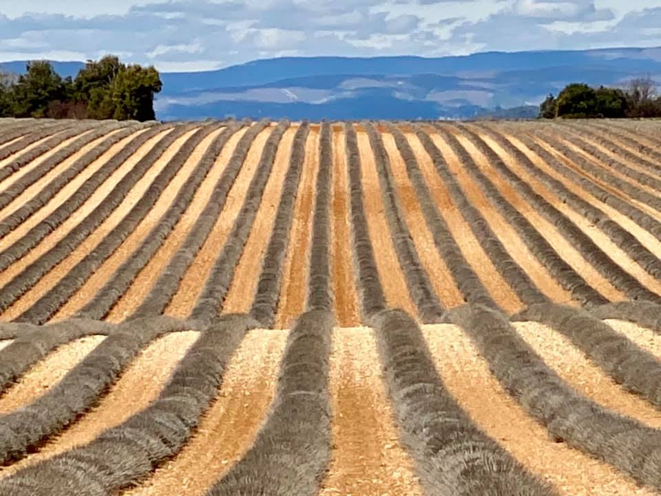 Plateau de Valensole