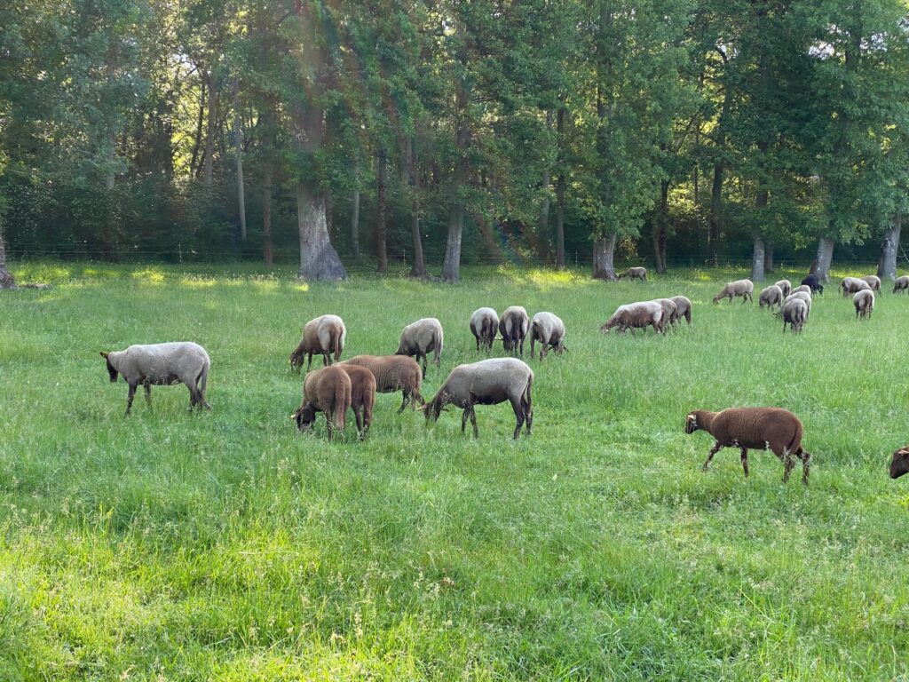 Les moutons solognots