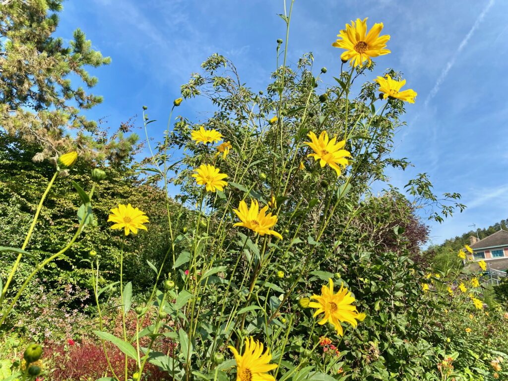 Fleurs à Giverny