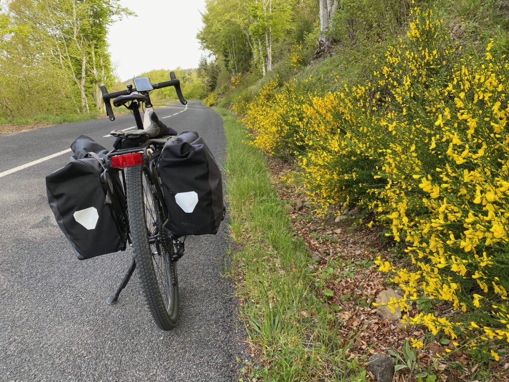 Genêt en fleur et route déserte