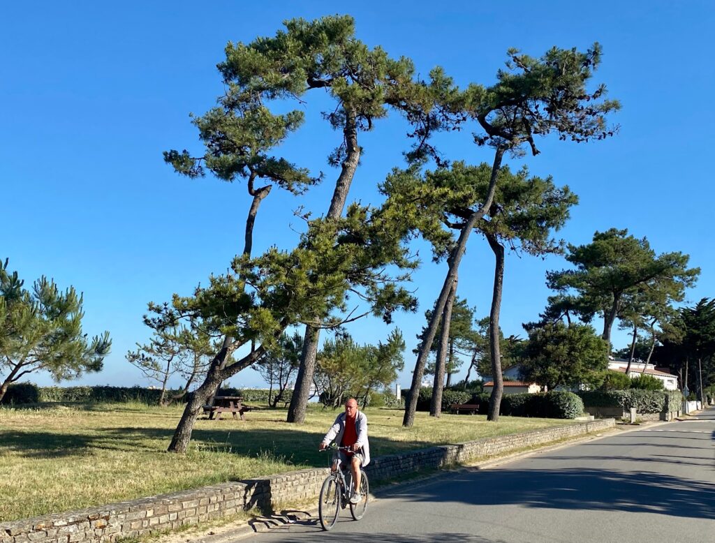 Les pins de Saint-Brévin