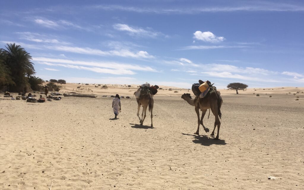 La caravane des chameliers en Mauritanie