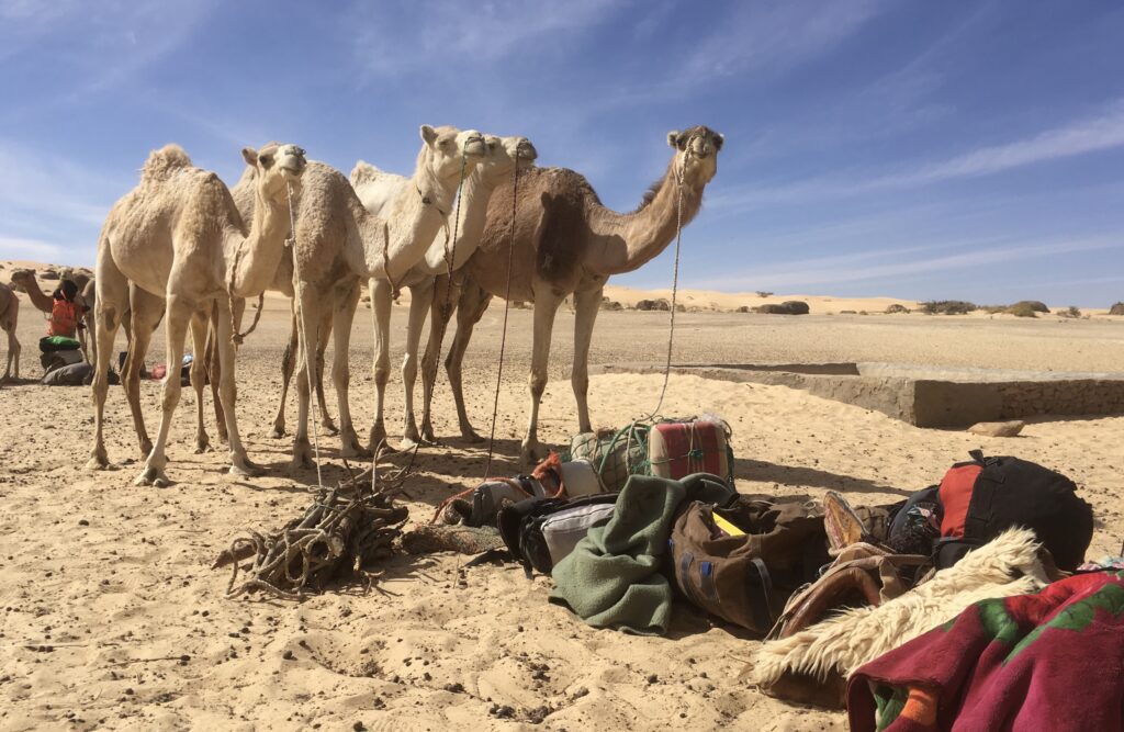 Les dromadaires en Mauritanie