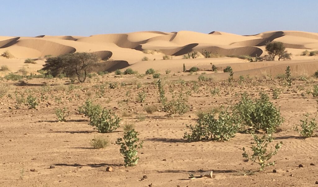 Désert mauritanien