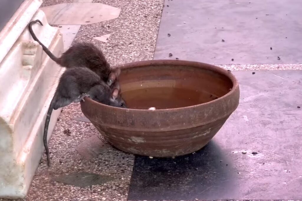 Le Temple des Rats à Deshnoke, Inde du Nord