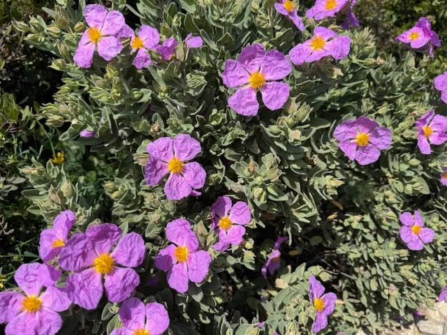 Ciste cotonneux, calanques de Marseille