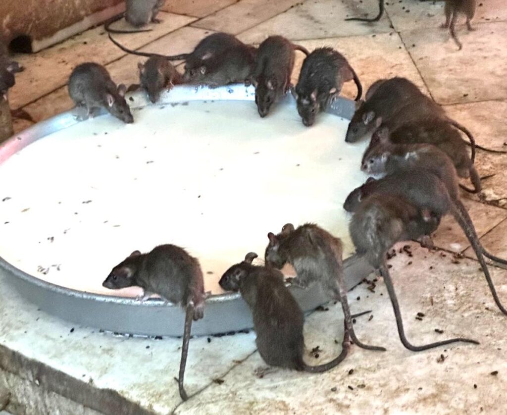 Le Temple des Rats à Deshnoke, Inde du Nord