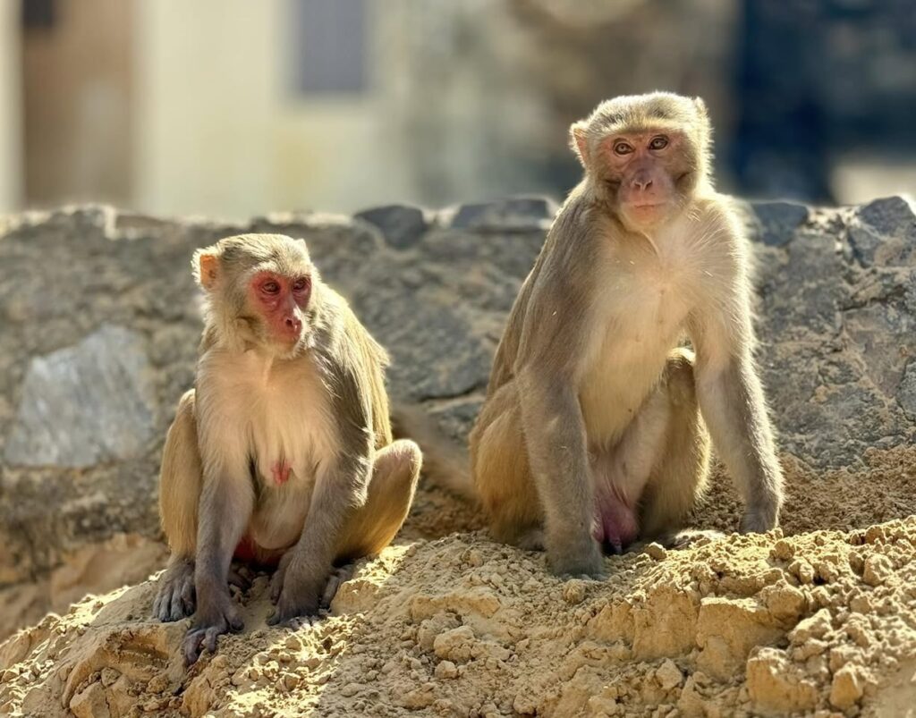 Macaques en Inde du Nord