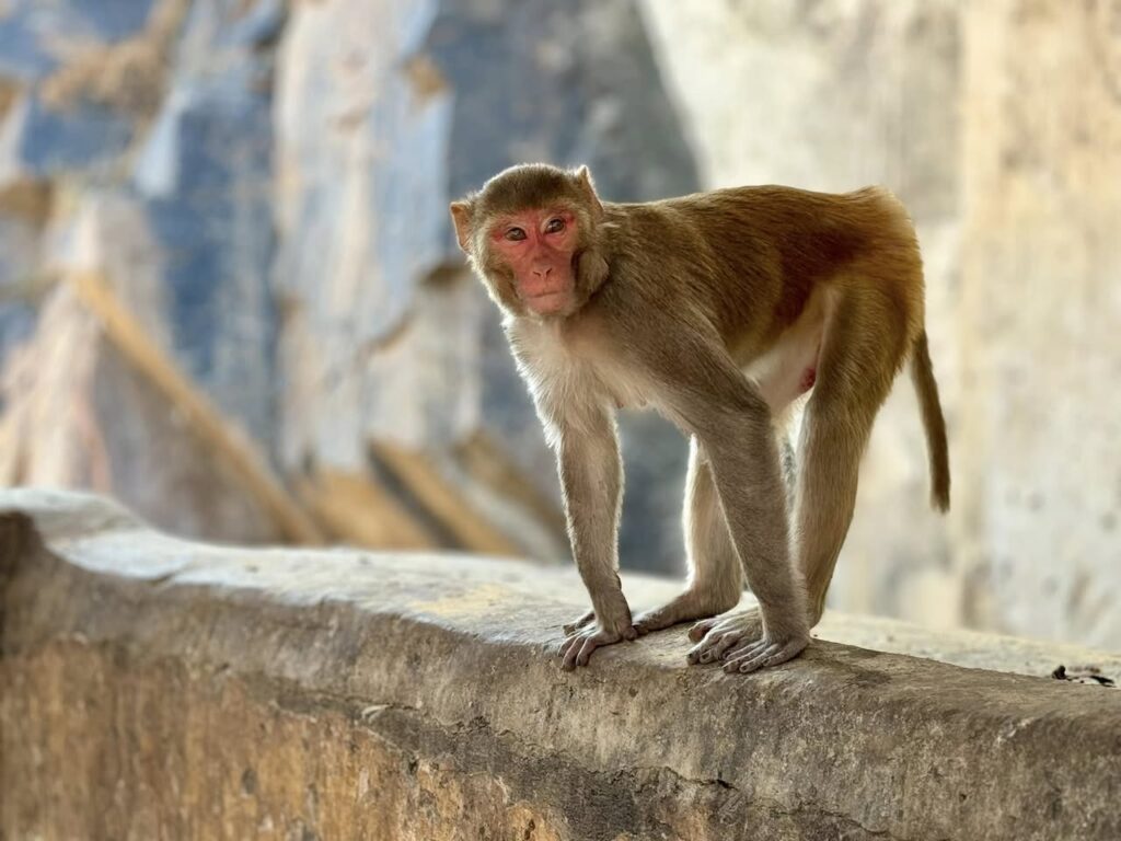 Macaques en Inde du Nord
