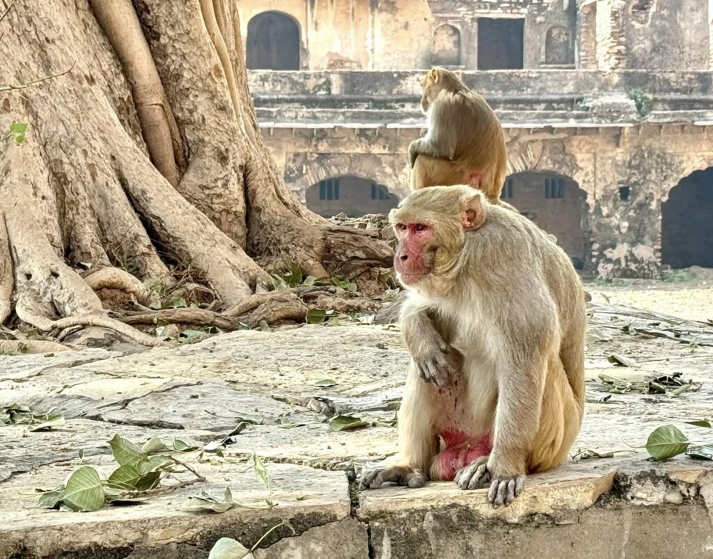 Macaques en Inde du Nord