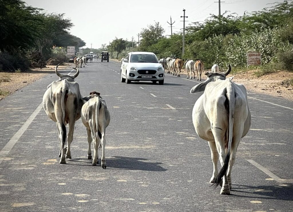 Vaches sacrées en Inde du Nord
