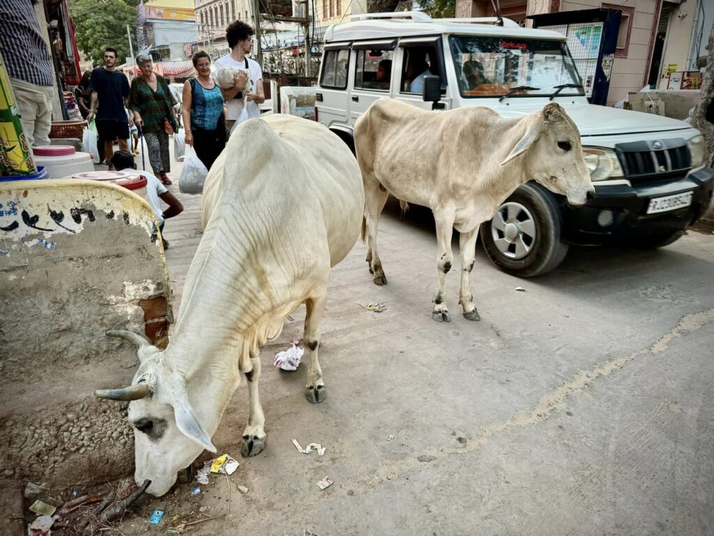 Vaches sacrées en Inde du Nord