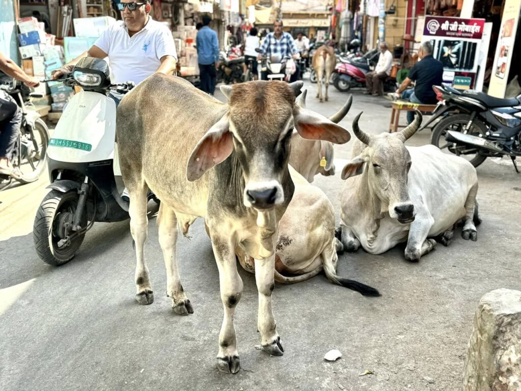 Vaches sacrées en Inde du Nord
