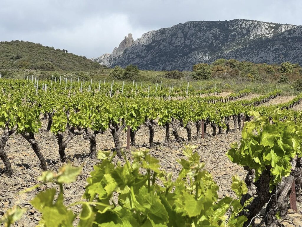 Vignobles des Corbières, sur le parcours de la Vélosud (V 81)