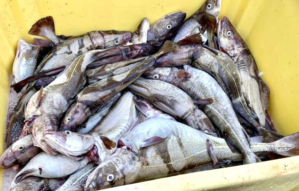 Île de Senja, Norvège