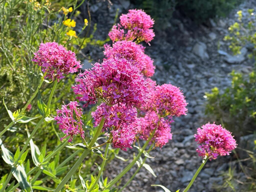 Fleur de centranthe, dans les calanques de Marseille