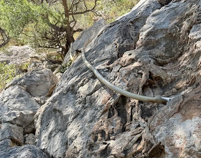 Randonnée calanque de l'Escu