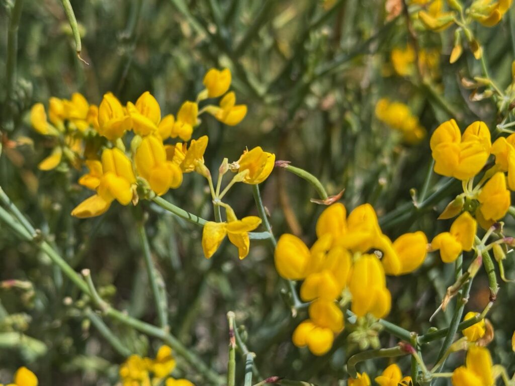 Randonnée calanque de l'Escu
