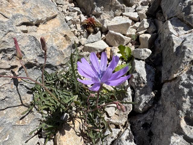 Laitue vivace dans les calanques