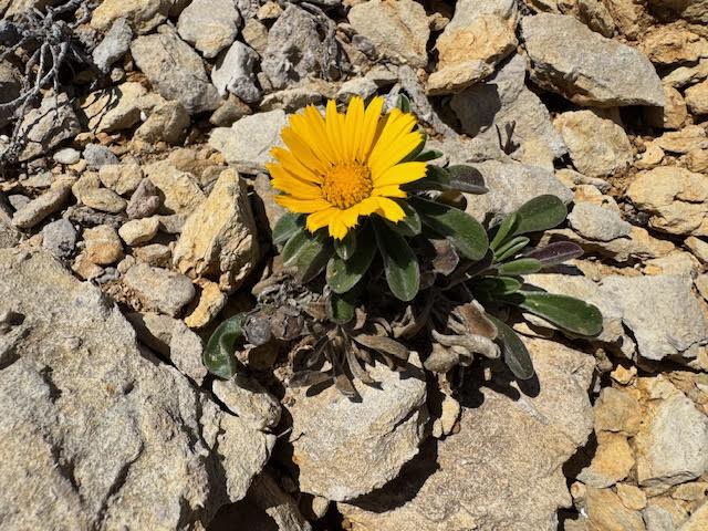 Astérolide maritime dans les calanques de Marseille