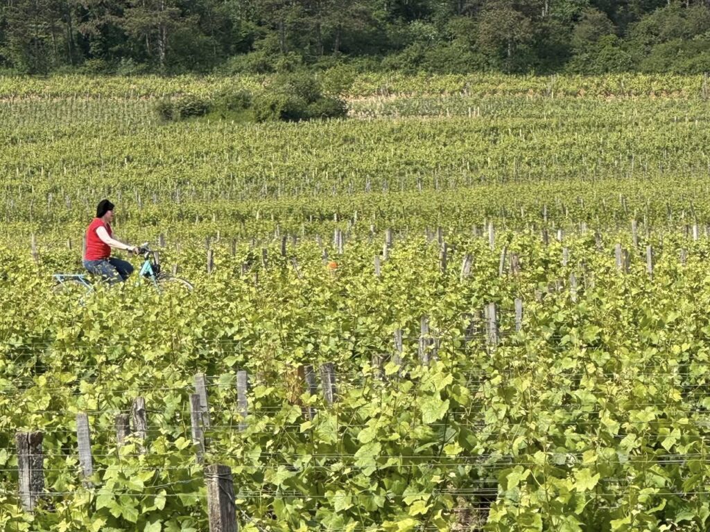 Tour de Bourgogne à vélo