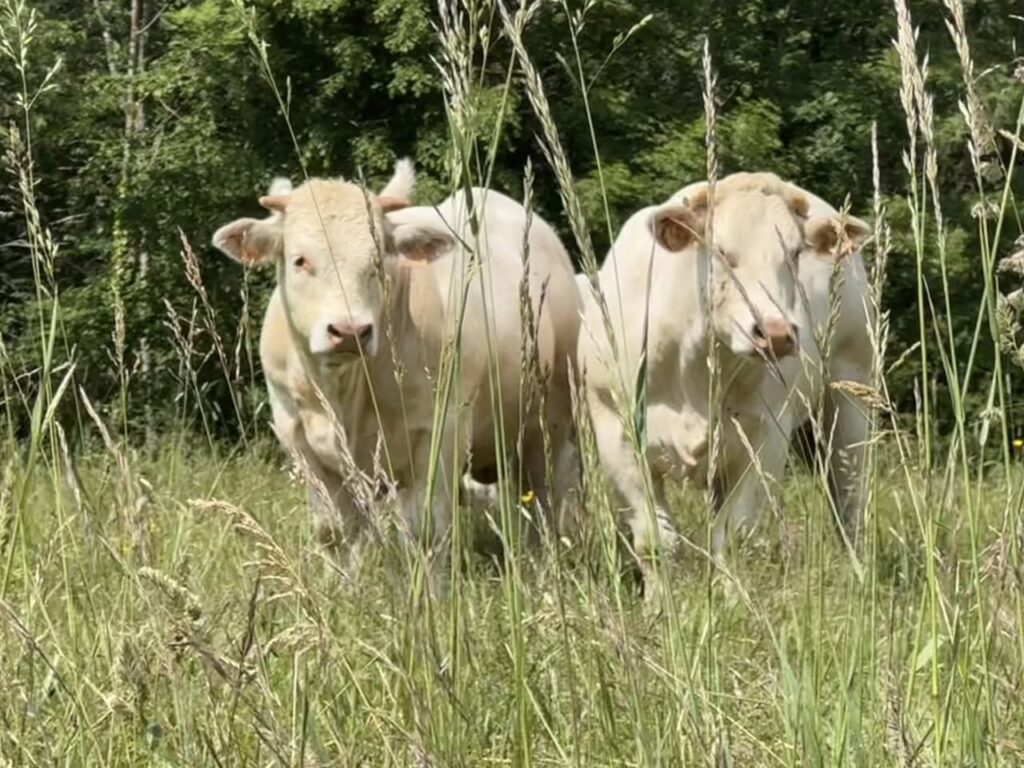 Vaches charolaises en Bourgogne