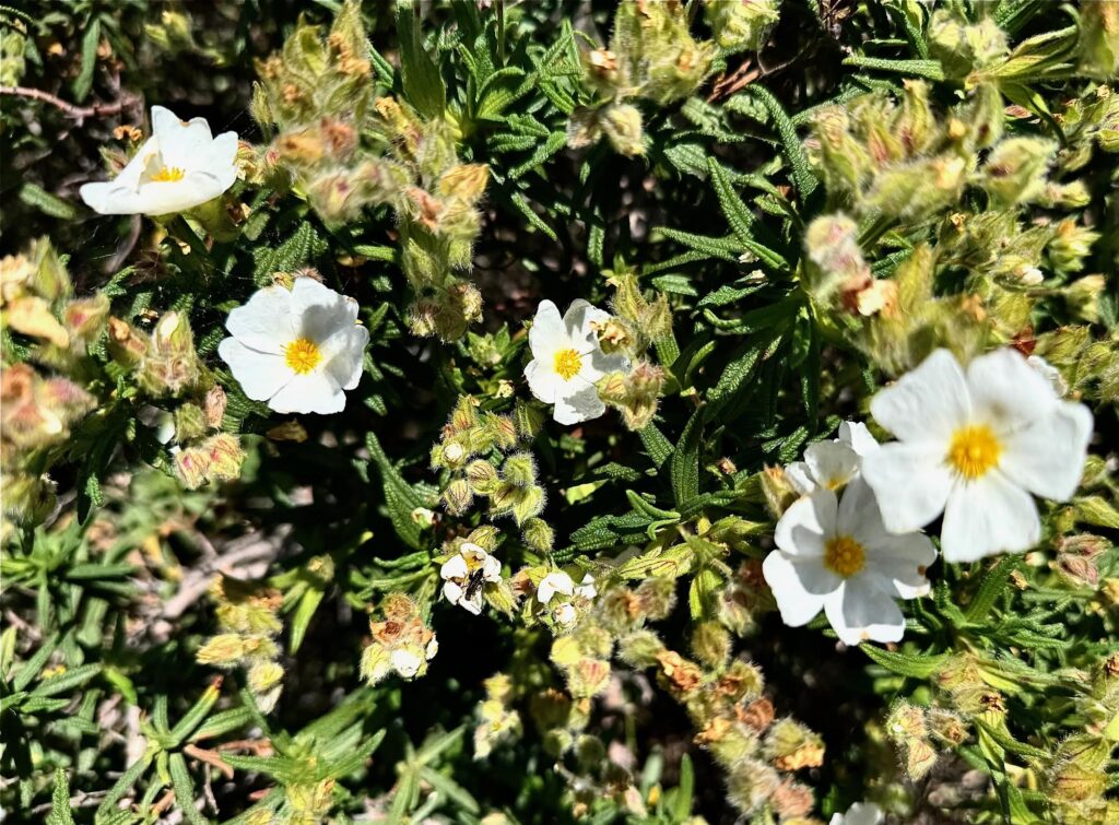 Ciste de Montpellier