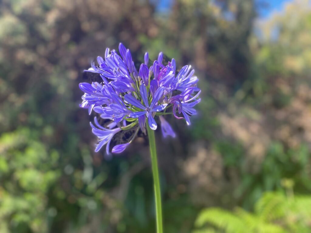 Randonnée à Madère