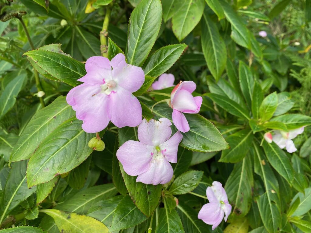 Randonnée à Madère