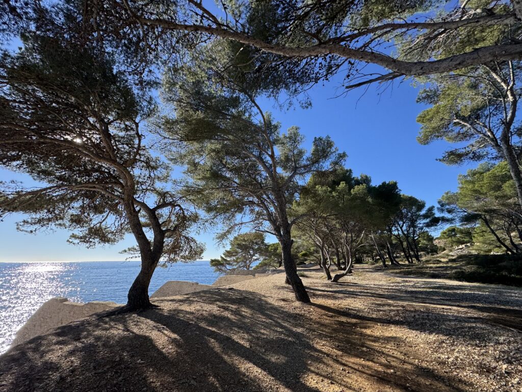 Pinède de la pointe de la Cacau, Cassis