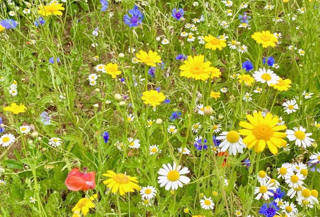 Tour de Bretagne à vélo